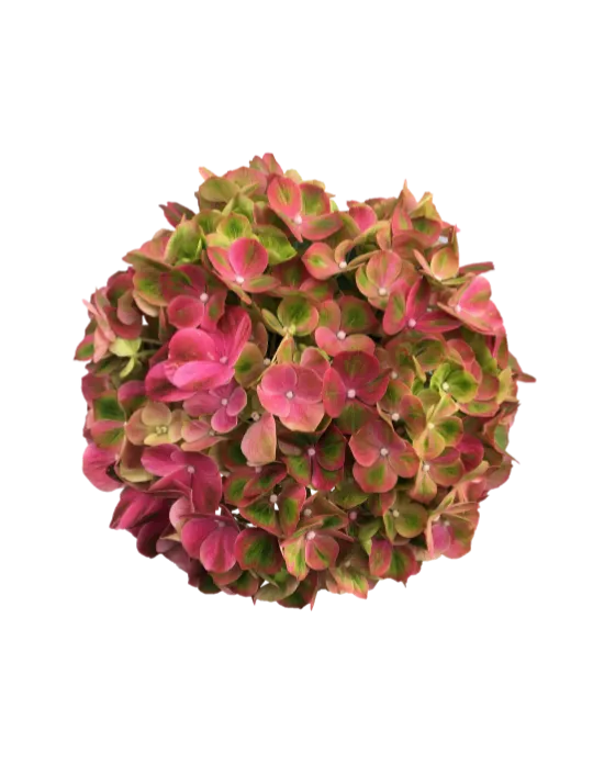 One Floral | Green Fusion Pink™